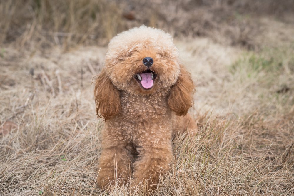 Bernedoodle Lifespan