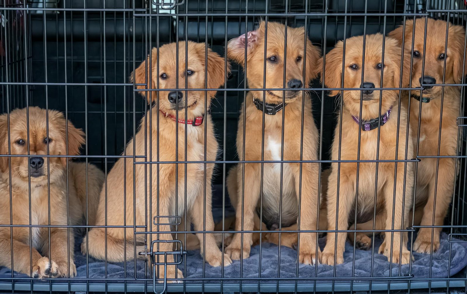 Dog Kennel