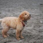 f1b mini Goldendoodle