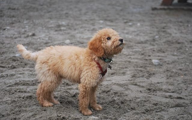 f1b mini Goldendoodle